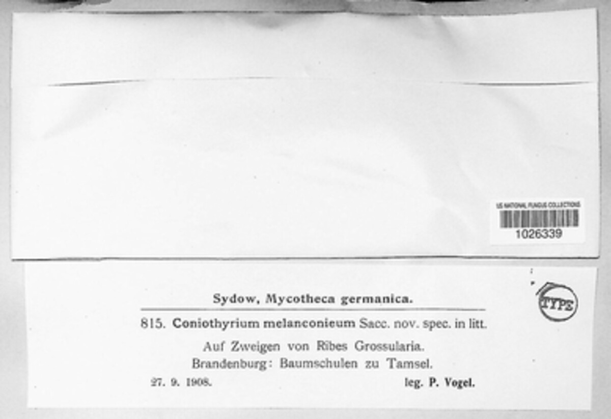 Coniothyrium melanconieum image